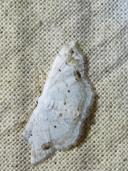 Scopula propinquaria