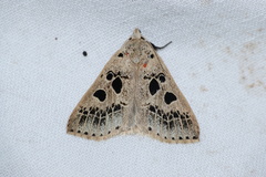 Herminodes atrosignata