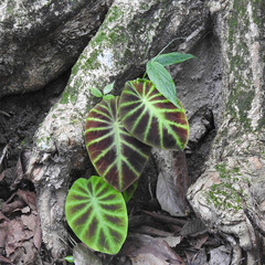 Colocasia affinis