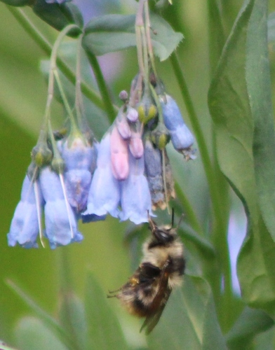 Fuzzy-Horned Bumble Bee photographed in Montana