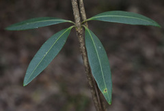 Alyxia spicata