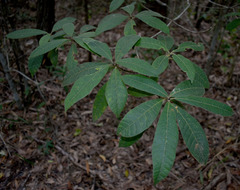Alstonia muelleriana