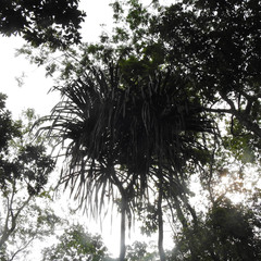 Pandanus furcatus