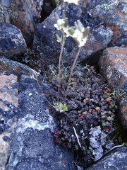 Draba lactea
