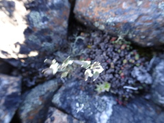 Draba lactea