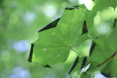 Caloptilia hemidactylella