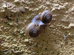 Mesomphix rugeli