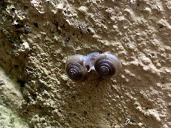Mesomphix rugeli