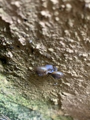 Mesomphix rugeli
