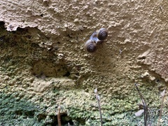 Mesomphix rugeli