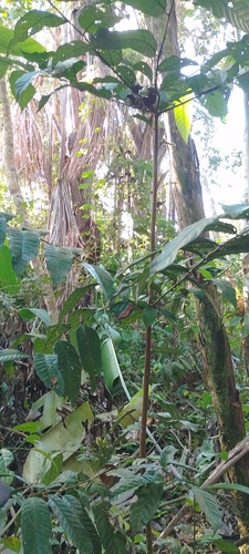 Sacred virola (Virola elongata)
