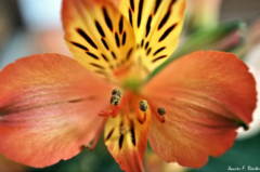 Alstroemeria ligtu