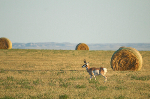 Pronghorn photographed in South Dakota