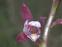 Eulophia hians