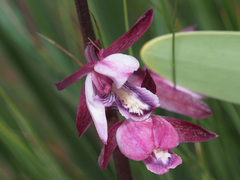 Eulophia hians