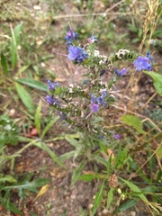 Echium vulgare