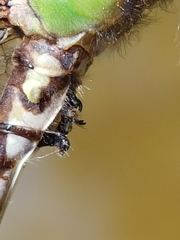 Ophiogomphus colubrinus