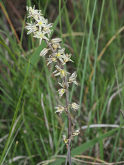 Drimia anomala