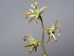 Drimia anomala