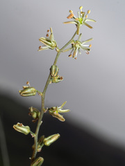 Drimia anomala