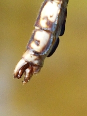 Ophiogomphus colubrinus