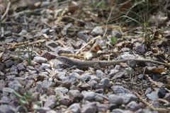 Aspidoscelis tesselatus