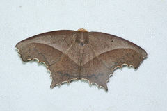 Eutomopepla rogenhoferi