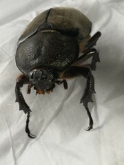 Trypoxylus dichotomus