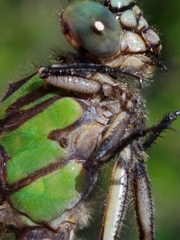 Ophiogomphus colubrinus