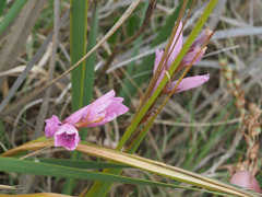 Dierama erectum