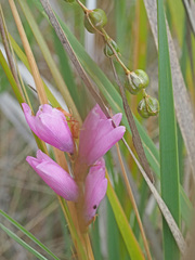 Dierama erectum
