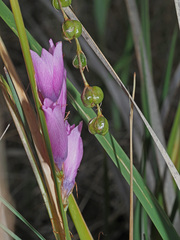 Dierama erectum