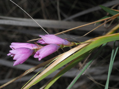 Dierama erectum