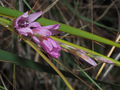 Dierama erectum