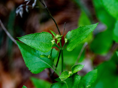 Ageratina herbacea