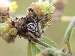 Misumenops maculissparsus
