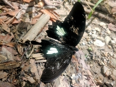 Papilio nephelus chaonulus