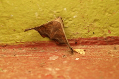 Episparis tortuosalis