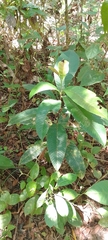 Pinzona coriacea