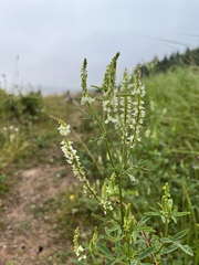 Melilotus albus image