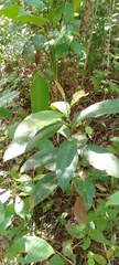 Pinzona coriacea