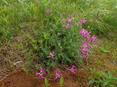 Oxytropis borealis