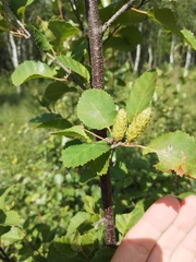 Betula fruticosa