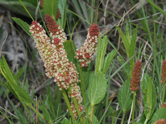 Acalypha punctata punctata