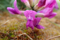 Oxytropis borealis