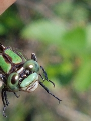 Ophiogomphus colubrinus