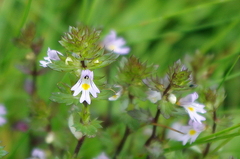 Euphrasia wettsteinii
