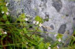 Euphrasia wettsteinii