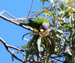 Trichoglossus moluccanus moluccanus