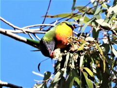 Trichoglossus moluccanus moluccanus